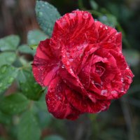 *** :: Надежда Куркина 