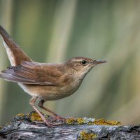 Я здесь живу! :: Александр К.