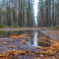 В лесу..... :: Ольга Cоломатина