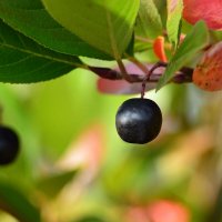 Арония черноплодная :: Геннадий Супрун