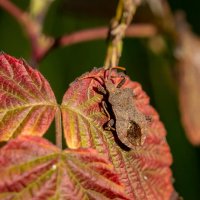 Клоп-щитник... :: Николай Гирш