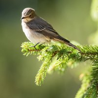 Мухоловка серая. :: Виктор Евстратов