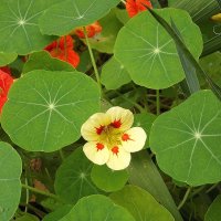 Настурции :: Freddy 97 Настурции :: Freddy 97