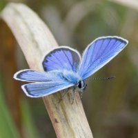 Голубянка из рода Plebejus :: Константин Штарк