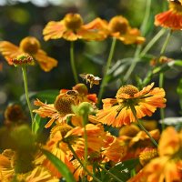 * :: Вадим * :: Вадим