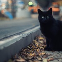 Горожанка. :: Анатолий Щербак