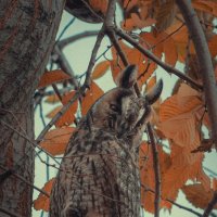 Ушастая совушка. :: Анатолий Щербак