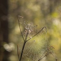 Паучья сеть :: Андрей Пристяжнюк Паучья сеть :: Андрей Пристяжнюк