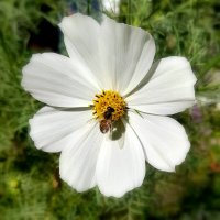 Осенняя пчёлка . :: Мила Бовкун