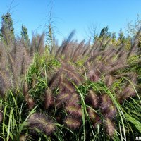 В ростовском экопарке Первая миля :: Нина Бутко В ростовском экопарке Первая миля :: Нина Бутко