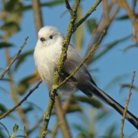 ополовник :: gawrilа - dan