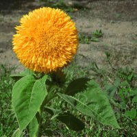 декоративный подсолнух :: Лера 