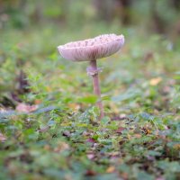 *** :: Владимир Кириченко  wlad113