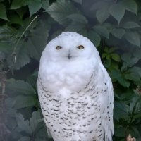 Белая сова :: <<< Наташа >>>