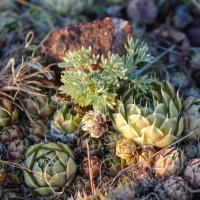 Горная картинка :: Георгиевич 