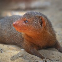 Рики-тики-тави :: Ирина С