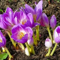 Безвременники на городской клумбе. :: Милешкин Владимир Алексеевич Безвременники на городской клумбе. :: Милешкин Владимир Алексеевич