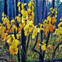 Октябрь...Пора увядания! :: Владимир Октябрь...Пора увядания! :: Владимир