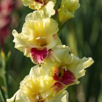 Гладиолус :: Анатолий Шумилин Гладиолус :: Анатолий Шумилин