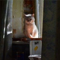 Наш кот :: dindin 