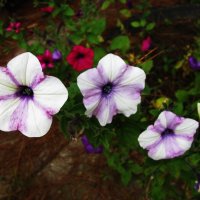 Такие разные петунии :: Людмила Смородинская