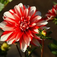 Доброе утро :: Юрий. Шмаков Доброе утро :: Юрий. Шмаков