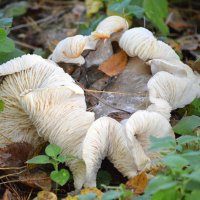 Гриб-великан :: Татьяна Лютаева