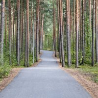 Дорожка :: Валерий Пославский
