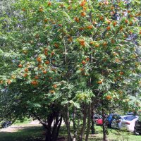 Рябина. :: Владимир Драгунский