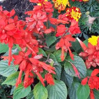 Городские цветы осенью :: Галина Минчук Городские цветы осенью :: Галина Минчук