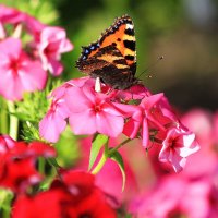 Бабочка на цветке :: Александр Щеклеин