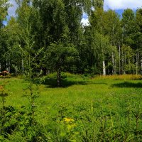 Чебоксары. Берёзки Ботанического сада. :: Пётр Чернега