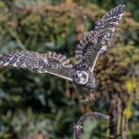 сова болотная :: юрий макаров