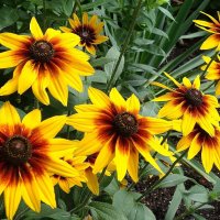 Рудбекия :: Рита Симонова