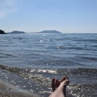 Природа Крыма :: Amazing Cosmea