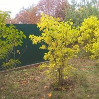 Осенью в с.Заворово :: Елена Семигина