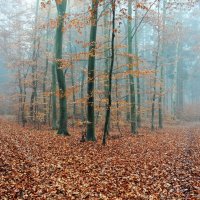 Золото осени :: Галина Шеина-Мюльдорфер Золото осени :: Галина Шеина-Мюльдорфер