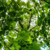 В летнем наряде :: Наталья Димова В летнем наряде :: Наталья Димова