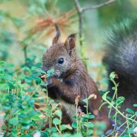 Тундровая белка :: Игорь Шабалин