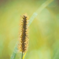 *** :: Виктор Иванович Чернюк