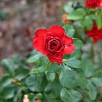 Осенние Розы. :: Сергей 