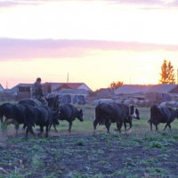 С выпасов,вечер. :: сергей ермошкин