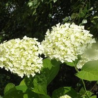 Гортензия :: Freddy 97