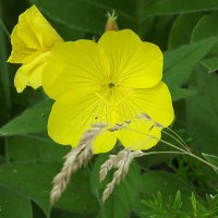 Энотера :: Freddy 97