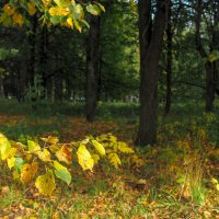 Осенние :: юрий поляков