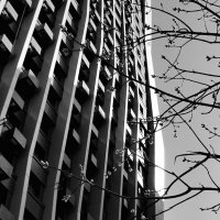 Черно-белая фотография :: Любимова Ольга 