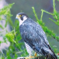 Сапсан :: Василий 