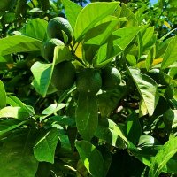 ЛИМОН :: Анатолий Малобродский ЛИМОН :: Анатолий Малобродский