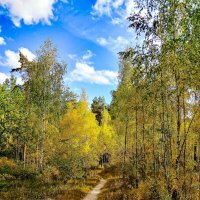 Лес в осеннем цвете :: Дмитрий Курский 
