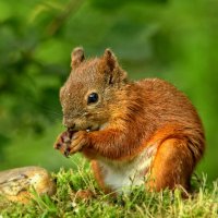 Хозяюшка :: Вячеслав Минаев